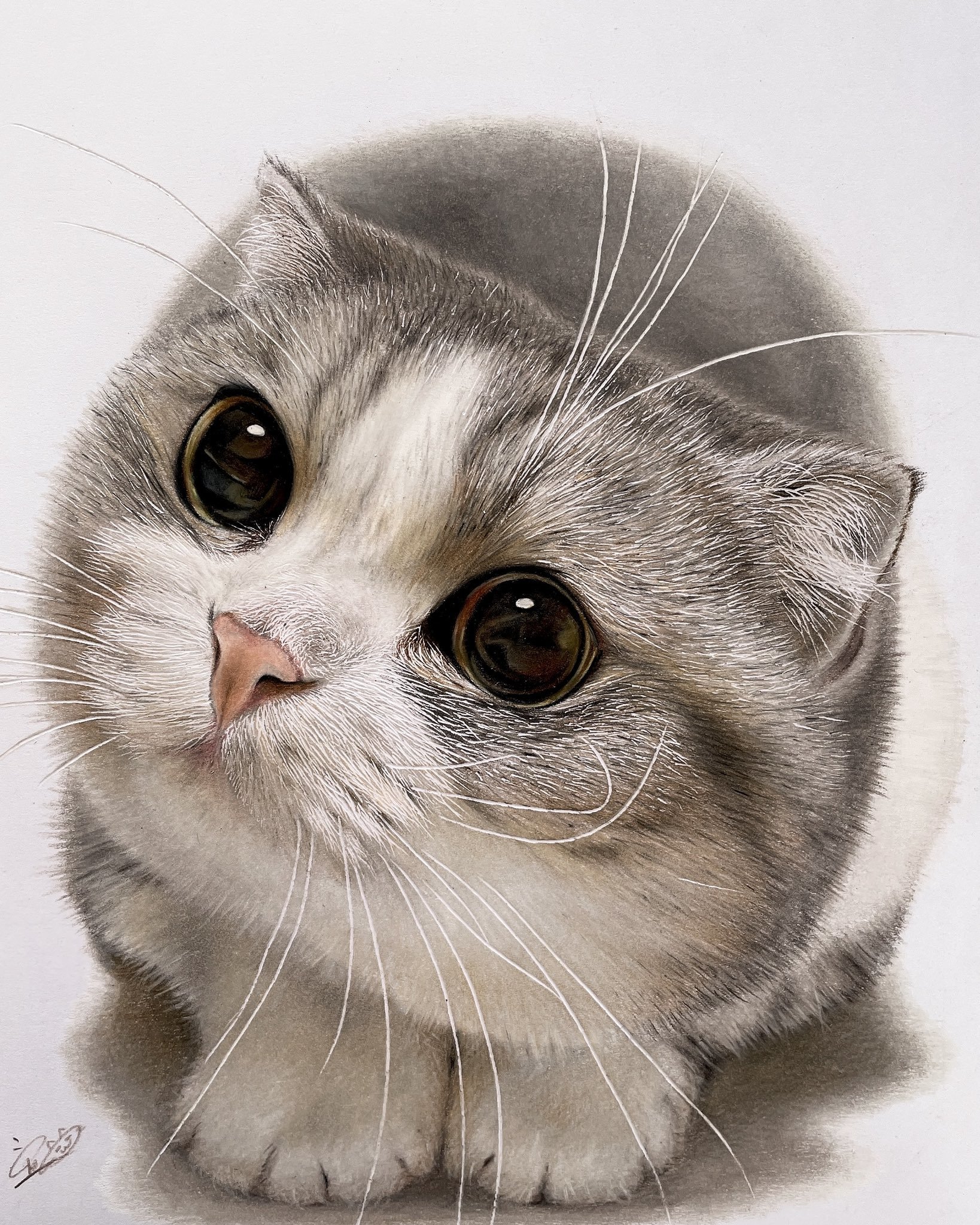 Котик